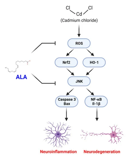カドミウム誘導性の神経変性に対するα-リノレン酸の神経保護の機構
