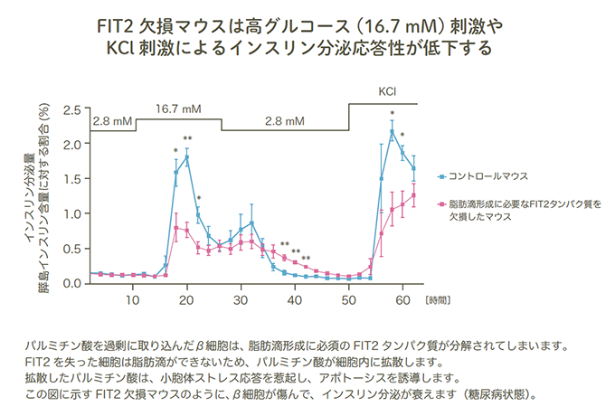 FIT2 欠損マウスは高グルコース(16.7 mM) 刺激やKCl 刺激によるインスリン分泌応答性が低下する